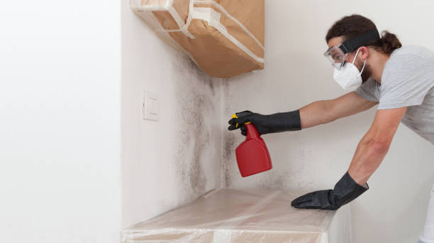 Professional Basement Mold Remediation technician working in Florence, NJ
